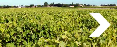 Charentes vineyard