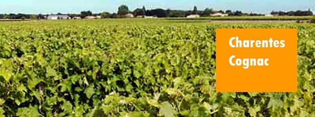 destination Charentes Cognac vignoble